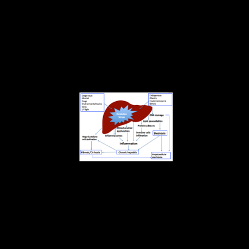 Oxidative Stress