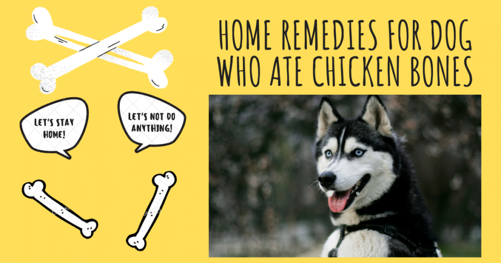 Home Remedies For Dog Who Ate Chicken Bones